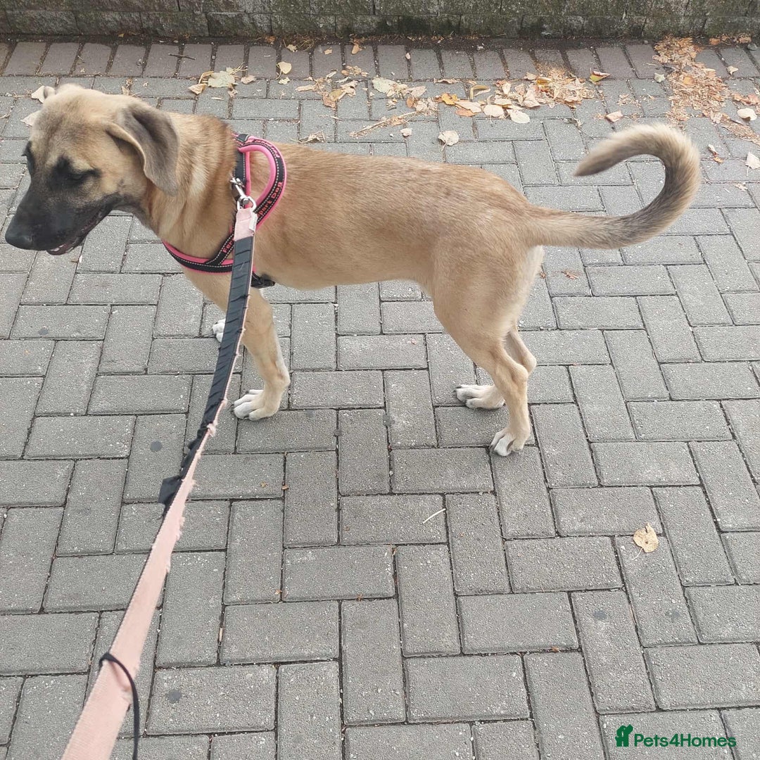 Anatolian Shepherd dogs for adoption: Dzana is 6 month Macedonian rescue pup  - Image 14