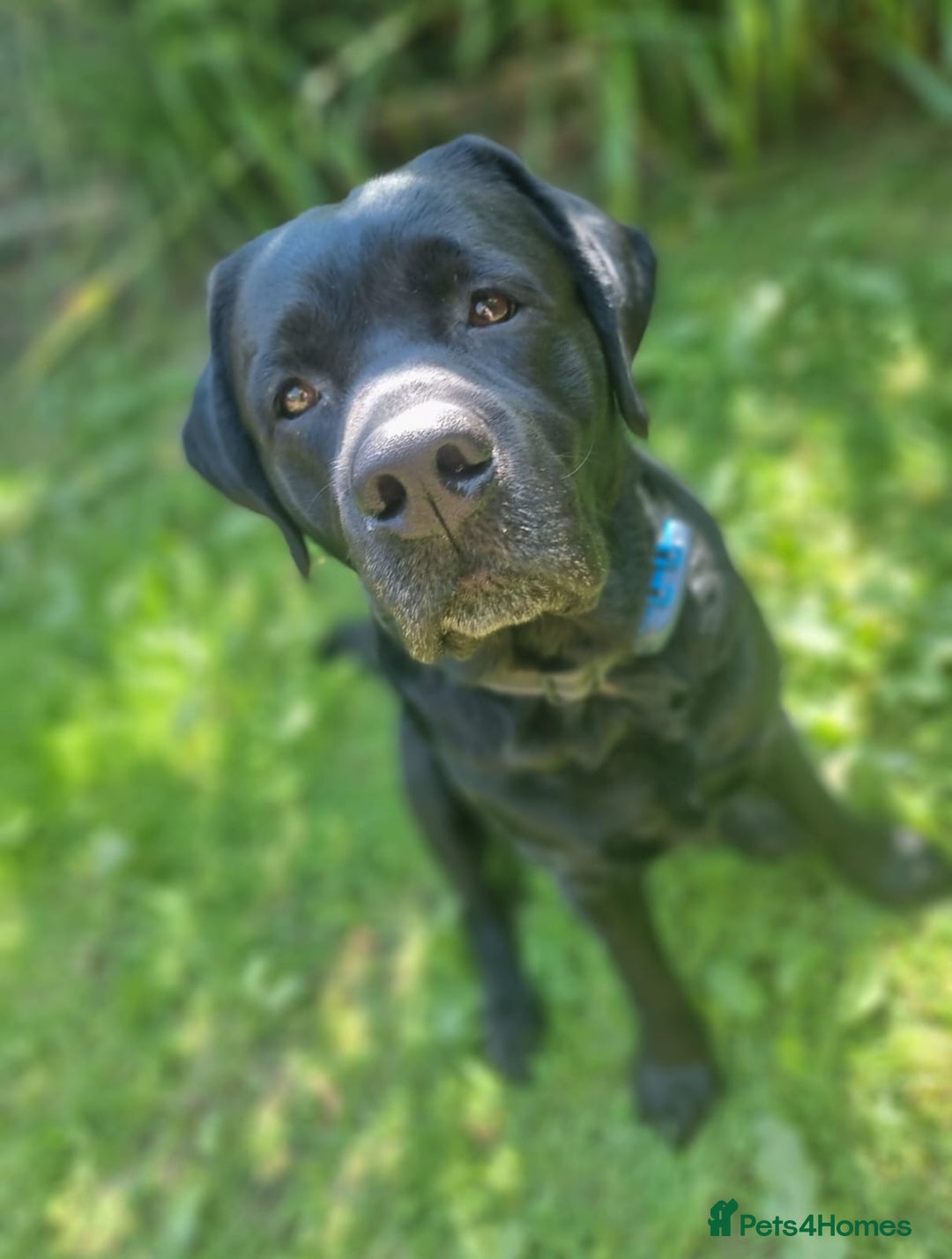 Labrador Retriever dogs for stud: Proven Fully DNA Tested for Stud in Harlow - Advert 6