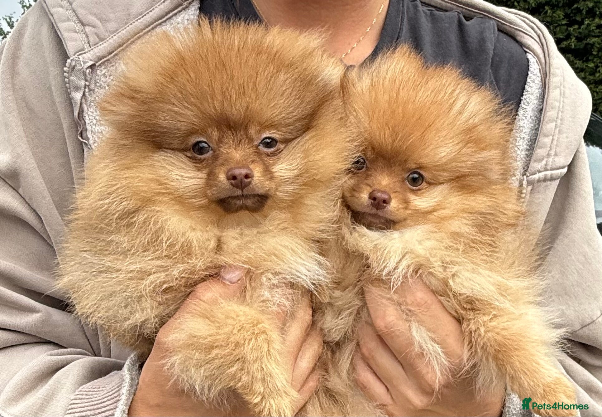 Pomeranian dogs POM PUPS READY TO GO X - Advert 1