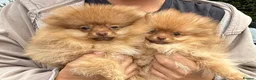 Pomeranian dogs for sale: POM PUPS READY TO GO X in Bilston - Advert 1
