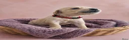 Golden Retriever dogs for sale: READY TO LEAVE 4 girls Golden retriever puppies - Advert 11