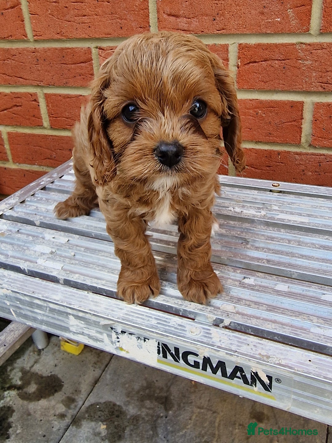 Cavapoo dogs for sale: Adorable Healthy Cavapoo Puppies  - Image 20