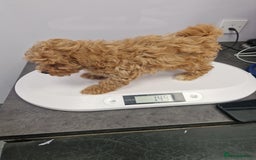 Cavapoo dogs for sale: Fox Red Cavapoo F1 Puppies  - Image 37
