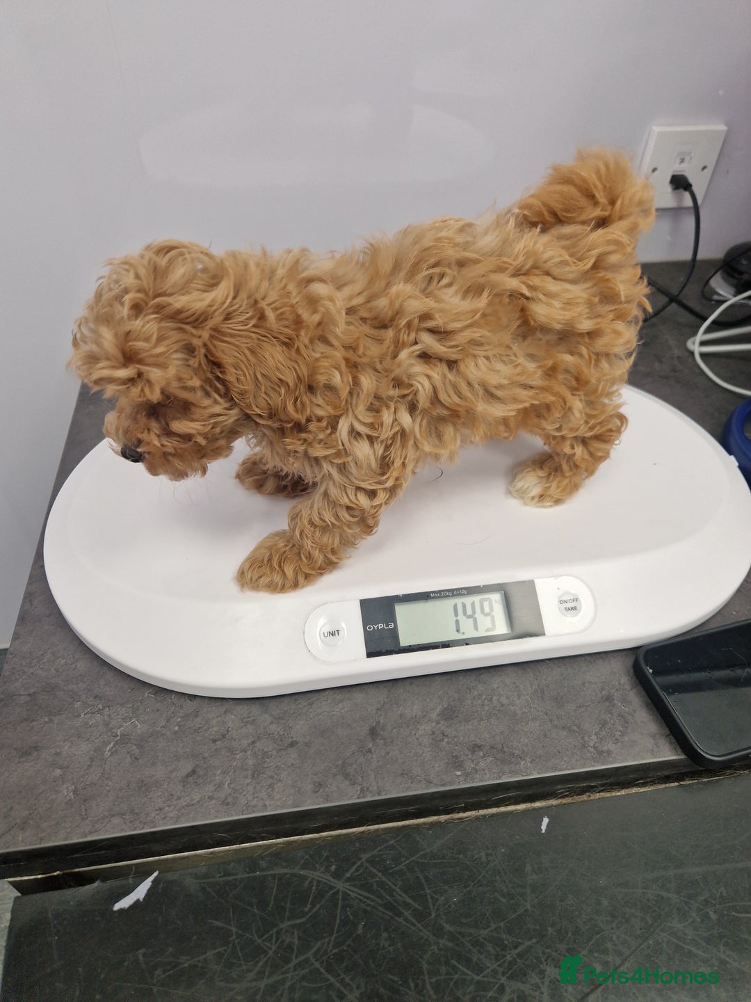 Cavapoo dogs for sale: Fox Red Cavapoo F1 Puppies  - Image 37