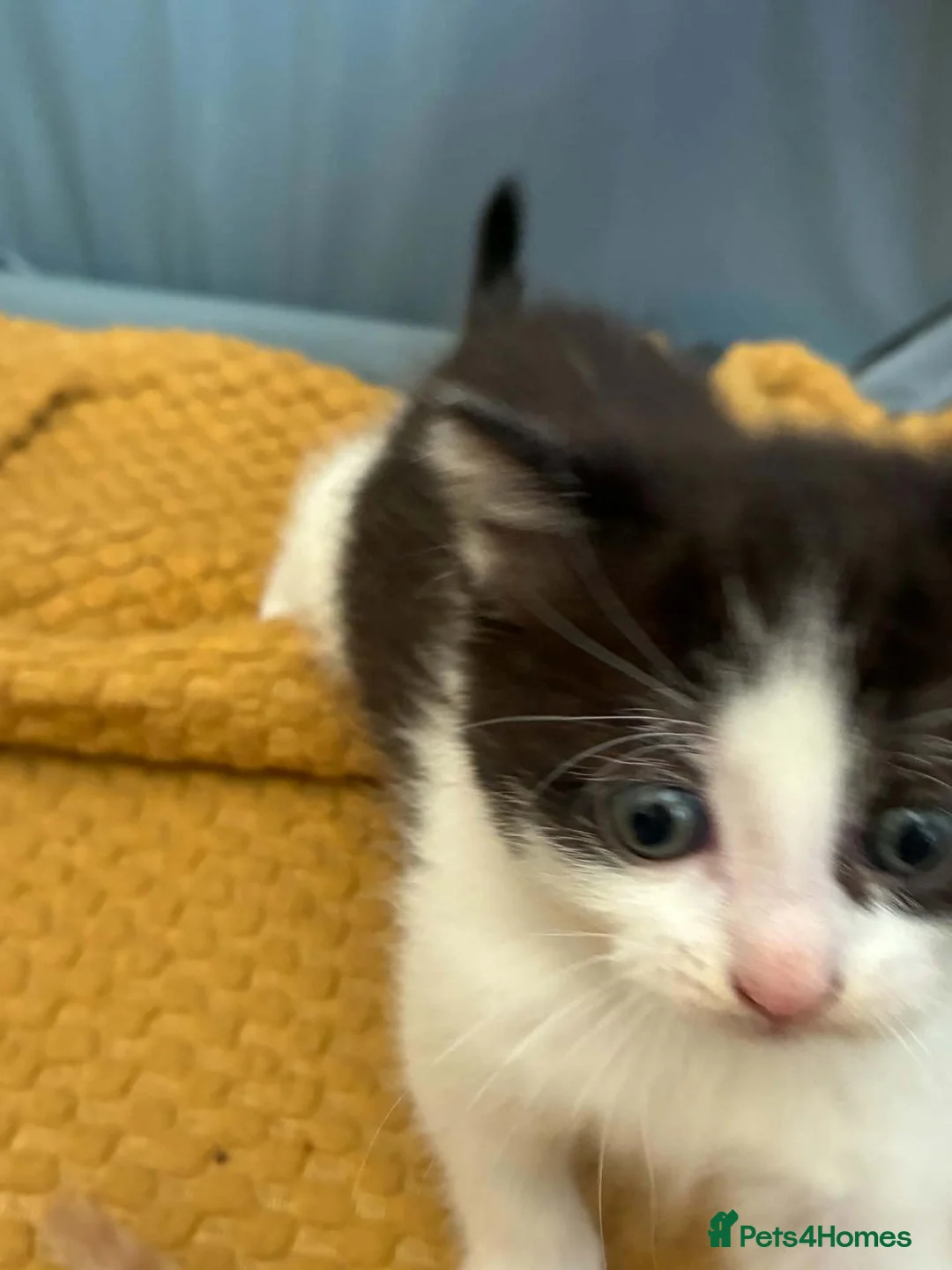 Mixed Breed cats for sale: Black and white boy  - Advert 2