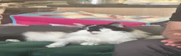Mixed Breed cats for sale: Very friendly longhair cat for sale - Advert 3