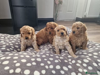 Miniature Poodle dogs - Advert 3