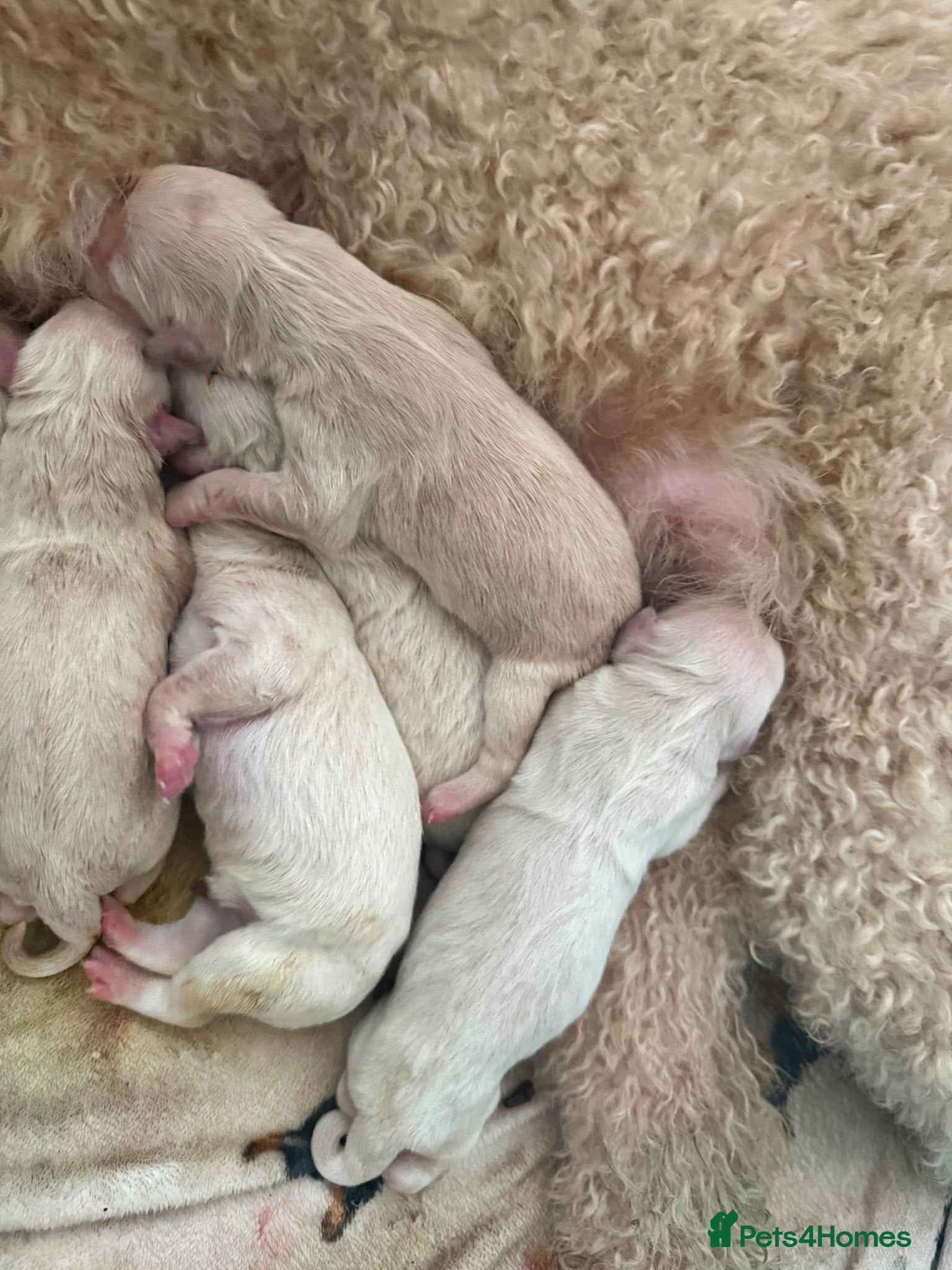 Goldendoodle dogs Beautiful Goldendoodles puppies  - Advert 3