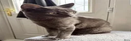 Mixed Breed cats for sale: Shelby in Nuneaton - Advert 2