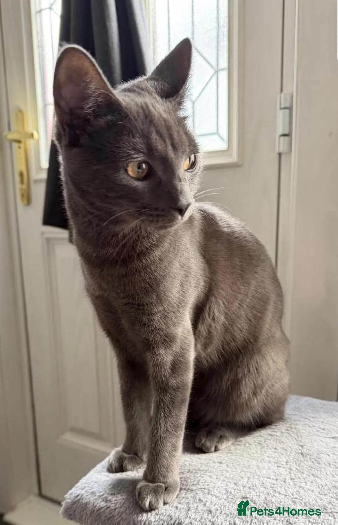Mixed Breed cats for sale: Shelby in Nuneaton - Advert 2