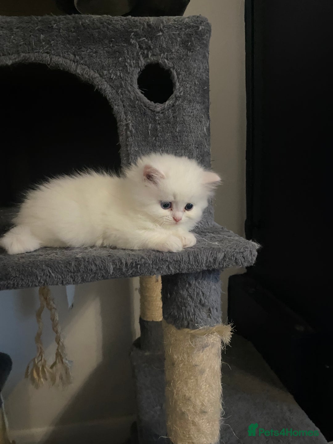 Persian cats for sale: white and orange cream doll face Persians - Image 4