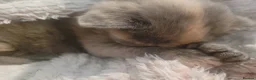 Mixed Breed cats for sale: Beautiful grey kittens  - Advert 3