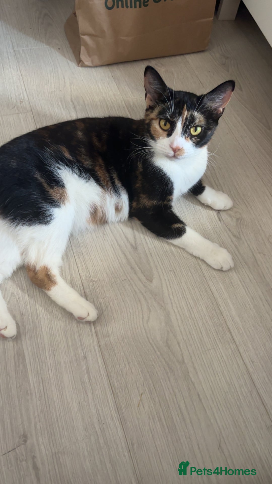 Domestic Shorthair cats for sale: 2 Female Kittens  - Image 8