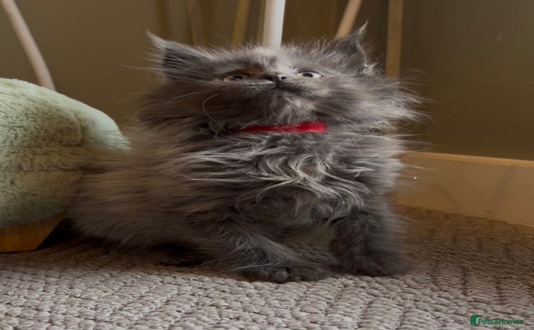 Maine Coon cats Pedigree Maine coon kittens READY NOW - Advert 10