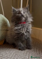 Maine Coon cats Pedigree Maine coon kittens READY NOW - Advert 13