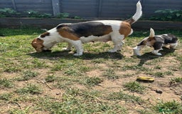 Beagle dogs for sale: Beagle puppy for sale  - Image 3