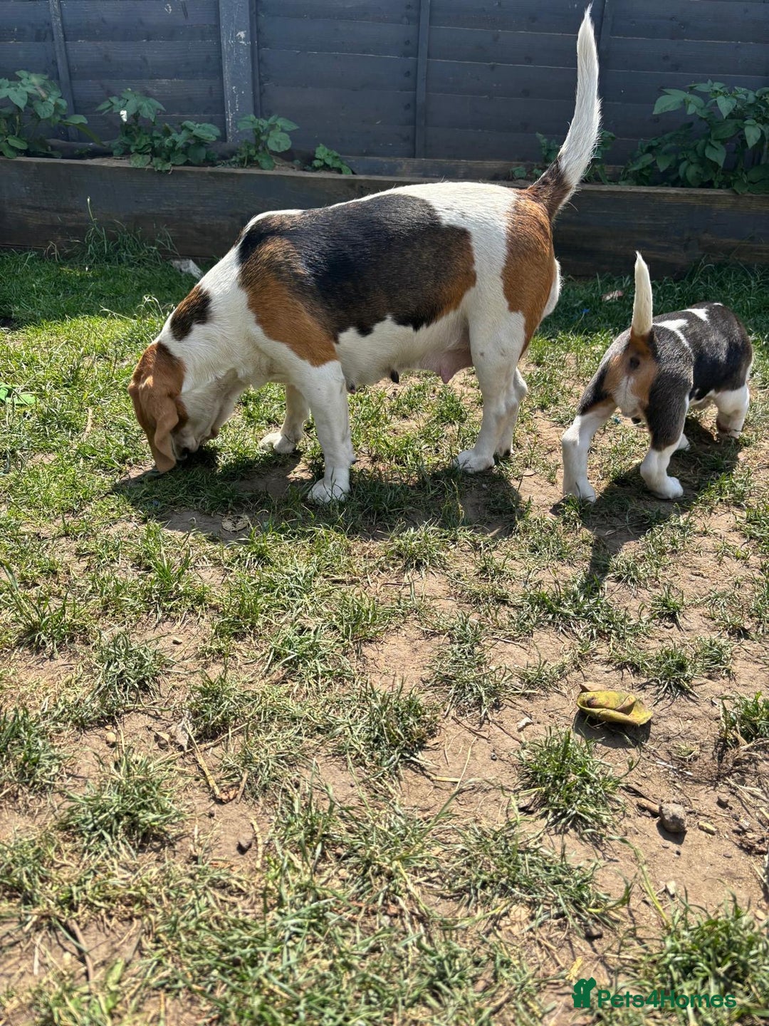 Beagle dogs for sale: Beagle puppy for sale  - Image 3