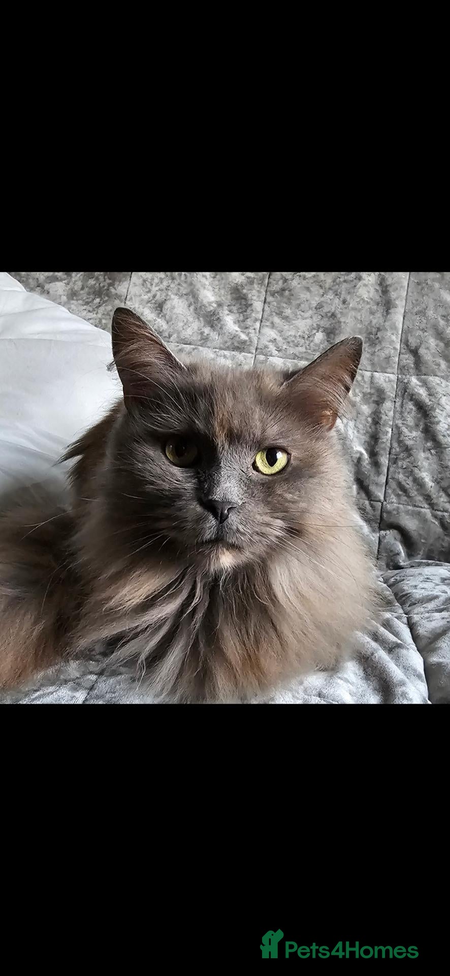 Maine Coon cats Maine Coon cross kittens - Advert 1