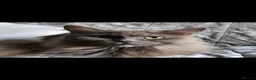Maine Coon cats for sale: Maine Coon cross kittens in Doncaster - Advert 1
