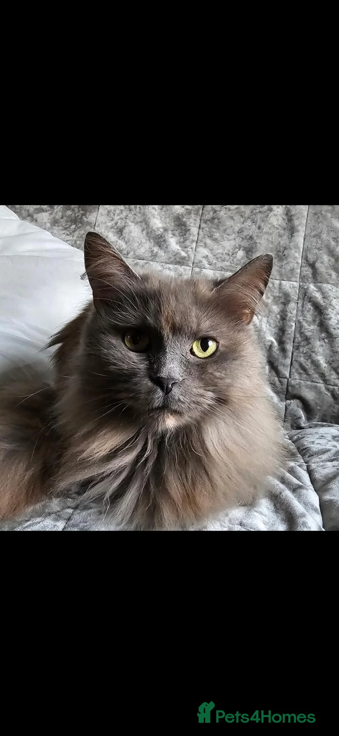 Maine Coon cats for sale: Maine Coon cross kittens in Doncaster - Advert 1