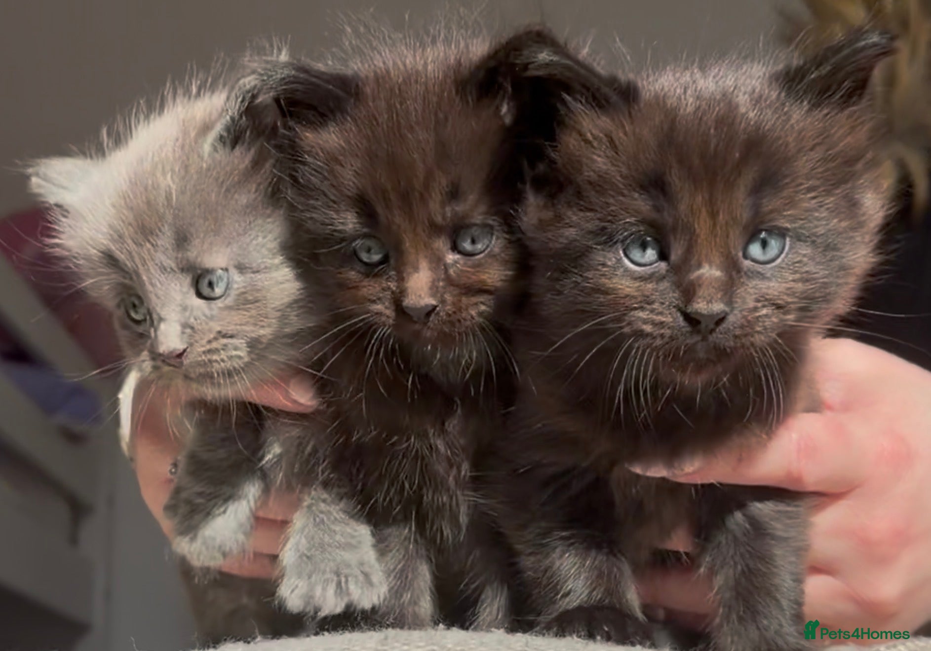 Ragdoll cats Ragdoll maincoon cross - Advert 13