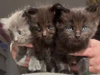Ragdoll cats Ragdoll maincoon cross - Advert 13