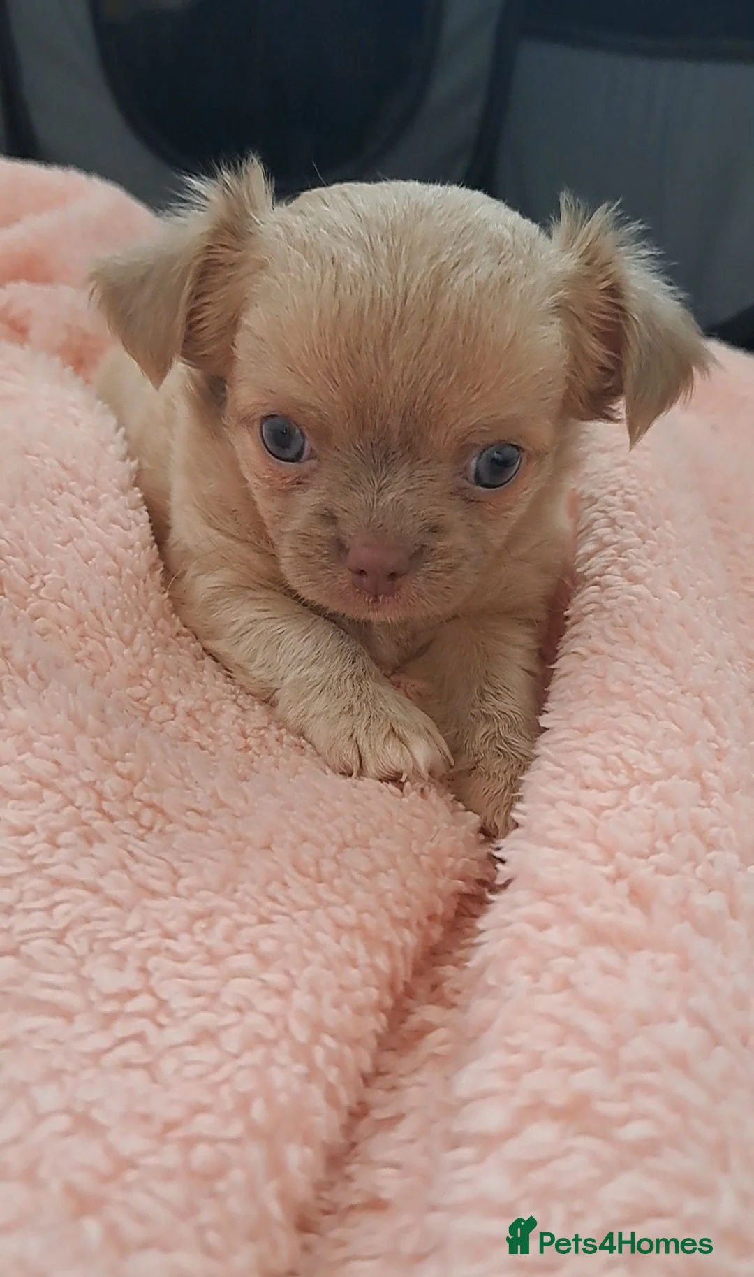 Chihuahua dogs for sale: Long Coat Chihuahua pups - Advert 32