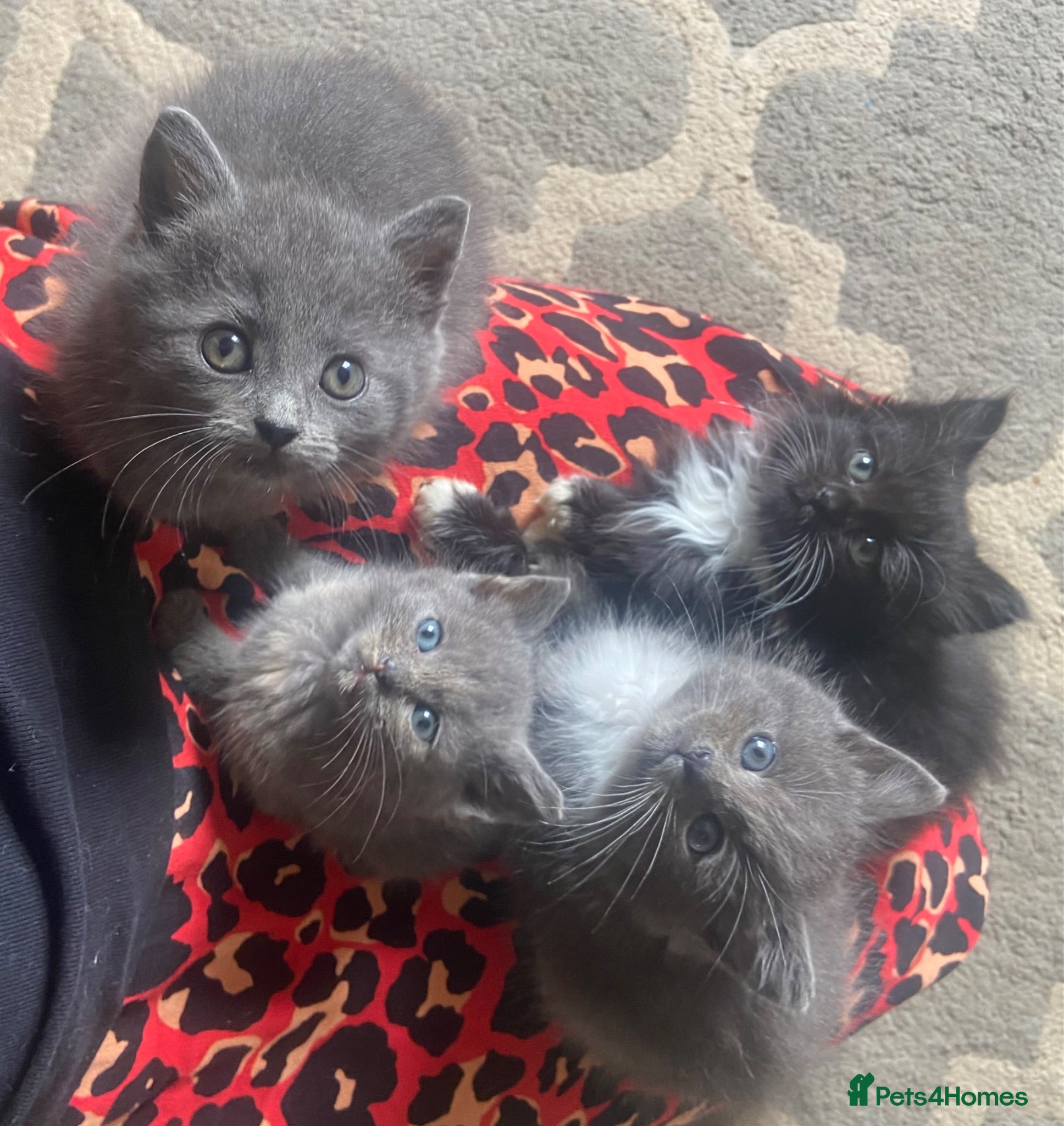 Mixed Breed cats 3 fluffy kittens - Advert 13