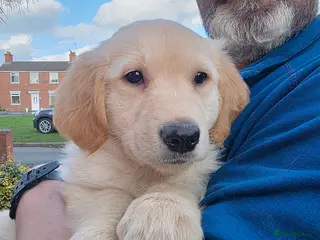 Mixed Breed dogs Golden shepherds - Advert 17