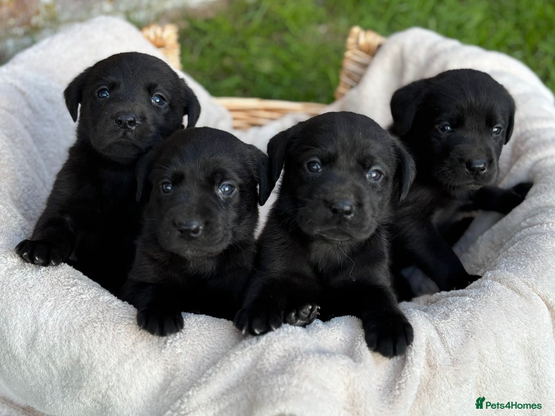 Labrador Retriever dogs for sale: Stunning Black Labrador Puppies KC Parents  - Image 4