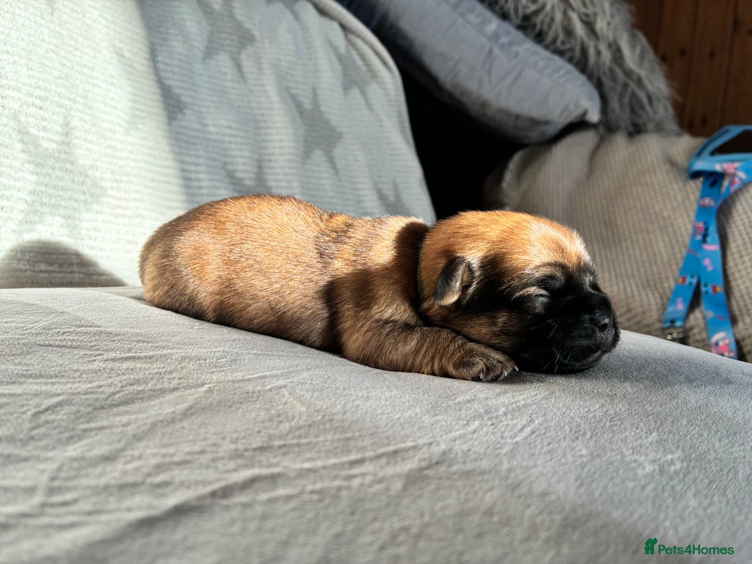 Jug dogs for sale: Jug Puppies  - Advert 5