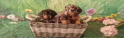 Miniature Dachshund dogs for sale: Stunning smooth haired miniature dacshund - Advert 11