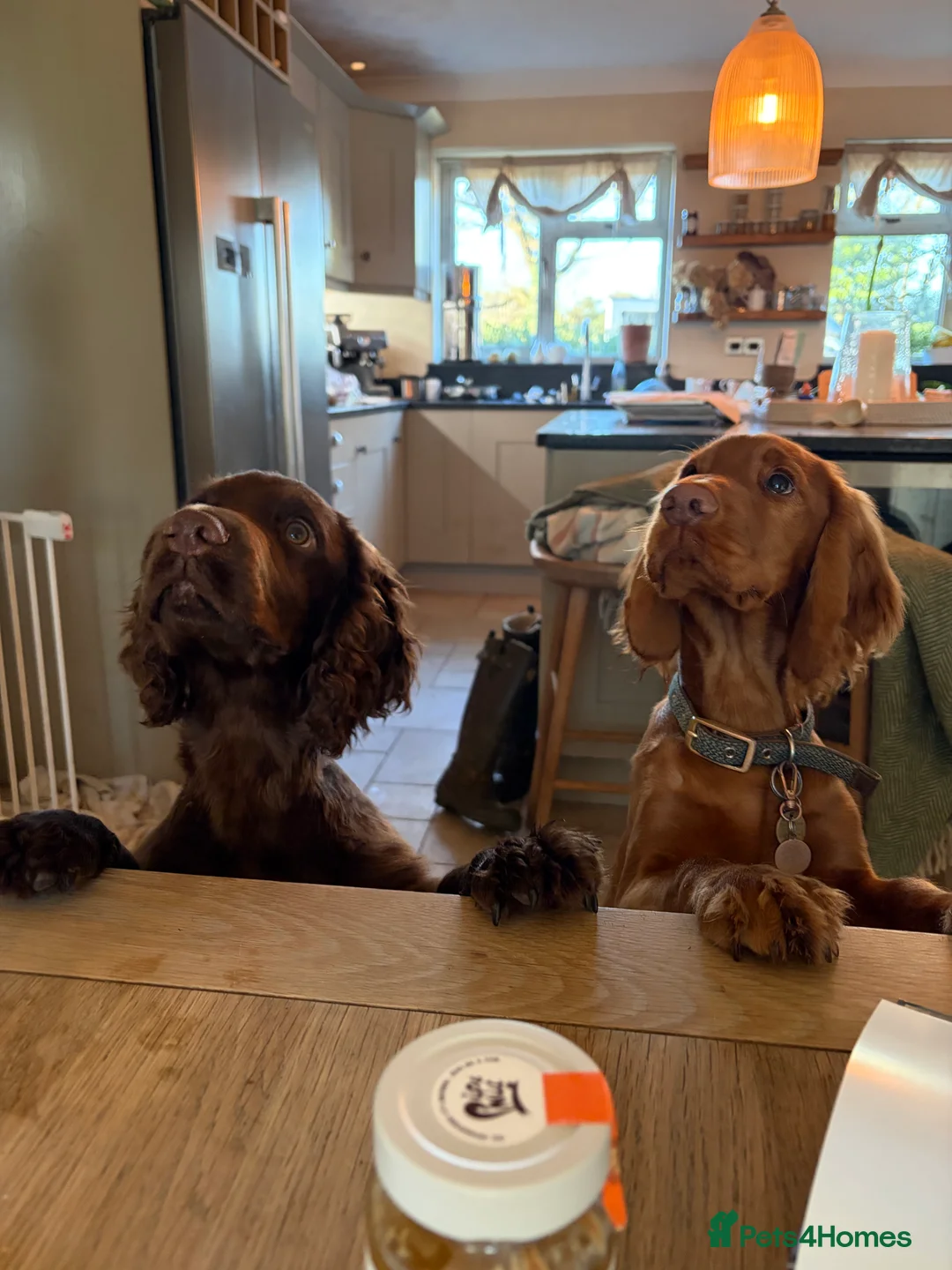 Cocker Spaniel dogs for sale: Beautiful boy remaining Cocker Spaniel Puppies  - Advert 8