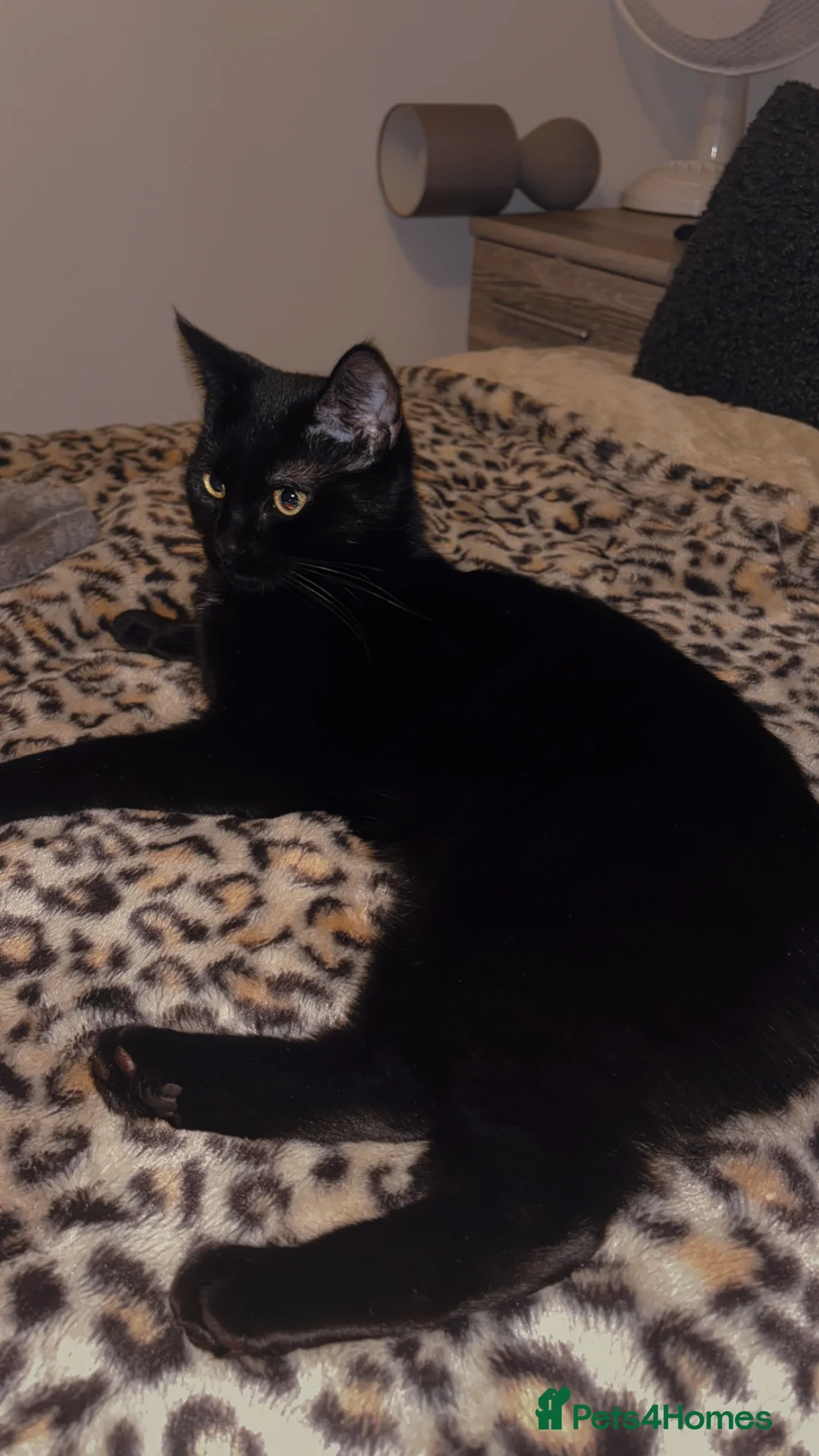 Mixed Breed cats for sale: 4 Beautiful kittens Looking for their forever home in Aberdeen - Advert 2