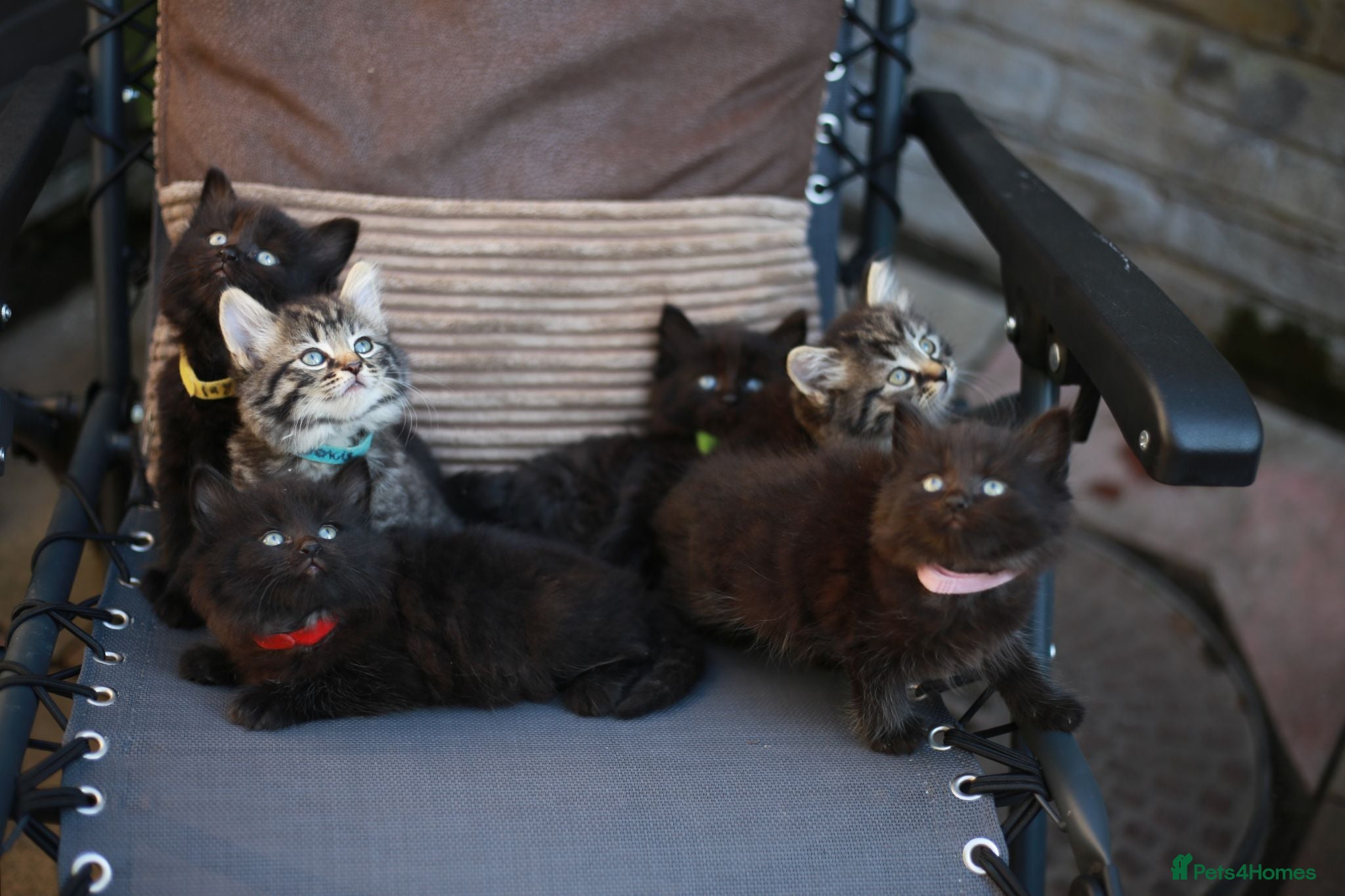 Mixed Breed cats Fluffy Adorable Kittens - Advert 1