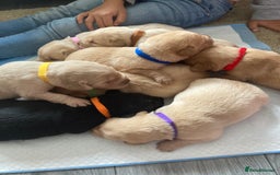 Labrador Retriever dogs for sale: LABRADOR PUPPIES - Image 17
