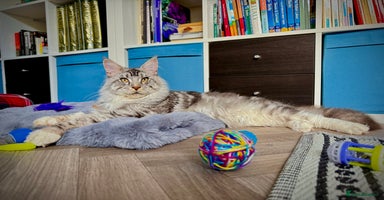 Maine Coon cats - Advert 8