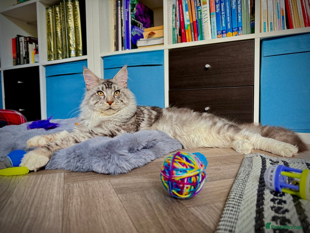 Maine Coon cats for sale: Stunning 9-Month-Old Maine Coon Boy - Image 2