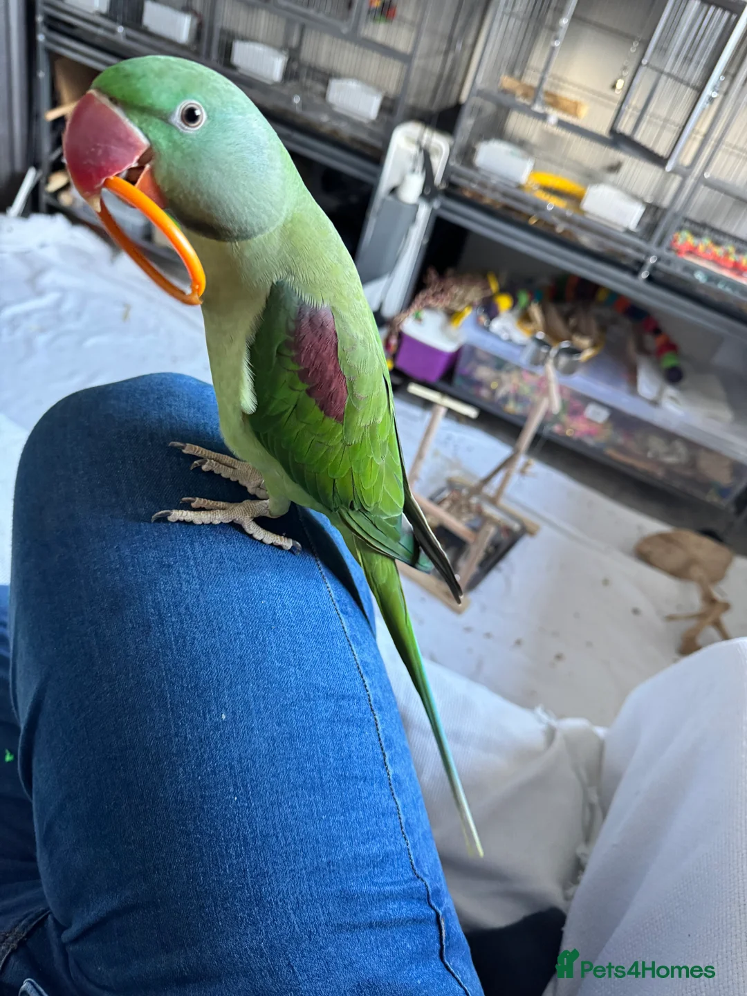 Parakeets birds for sale: DNA Certified Alexandrine Male Baby - Advert 12