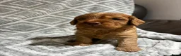 Cockapoo dogs for sale: ⭐️Gorgeous cockapoo puppies⭐️ - Advert 11