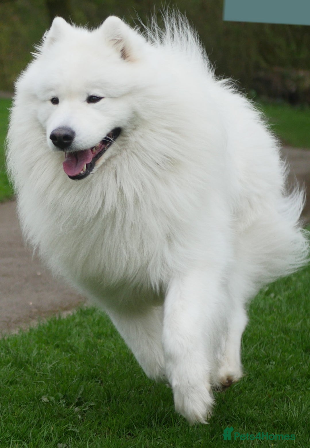 Samoyed dogs for sale: Female Chunky Pedigree Samoyeds Avaliable  - Advert 13