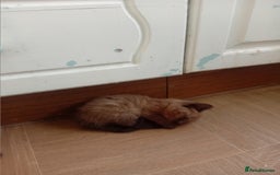 Mixed Breed cats for sale: Jolanta - Image 3