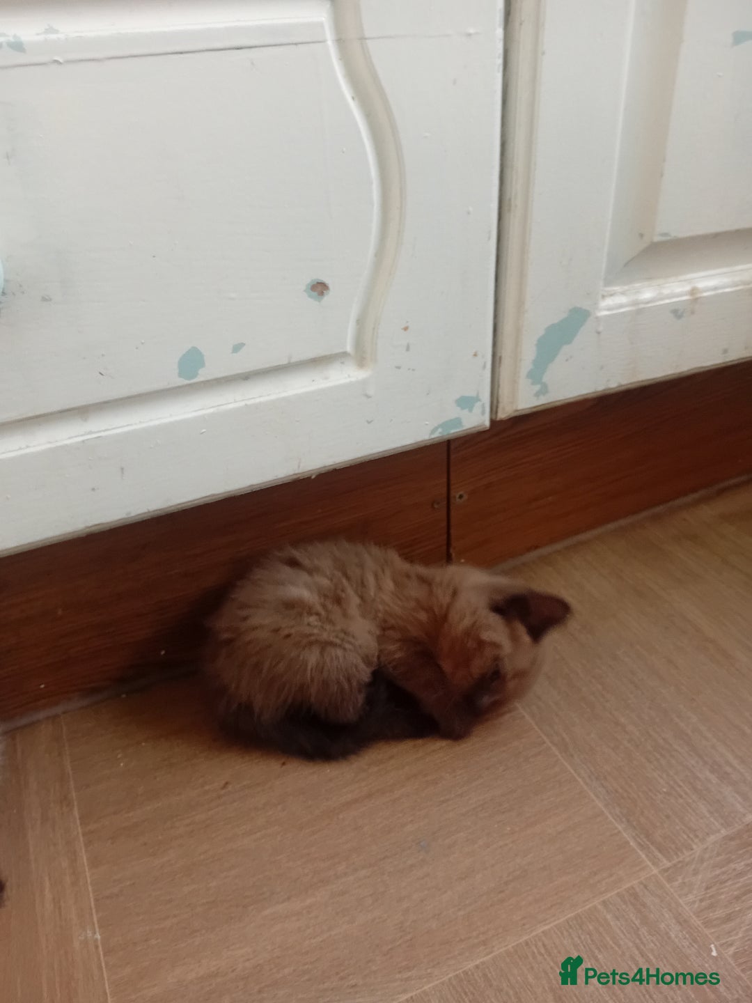 Mixed Breed cats for sale: Jolanta - Image 3