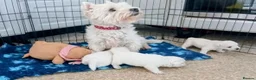 West Highland Terrier dogs for sale: Little White Explorers with a Westie Spirit in Dundee - Advert 6