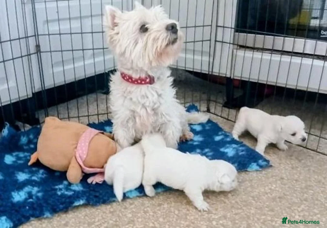 West Highland Terrier dogs for sale: Little White Explorers with a Westie Spirit in Dundee - Advert 6