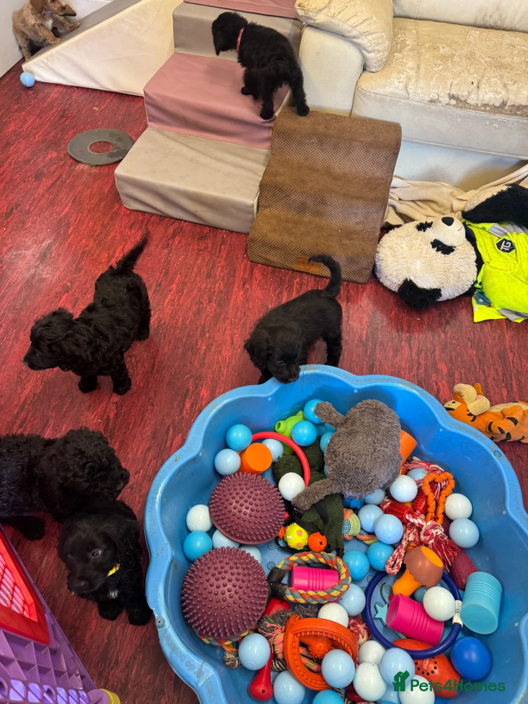 Cockapoo dogs for sale: F1b Cockapoos - Advert 2