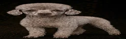 Toy Poodle dogs for stud: KC Toy Poodle Stud - Advert 2