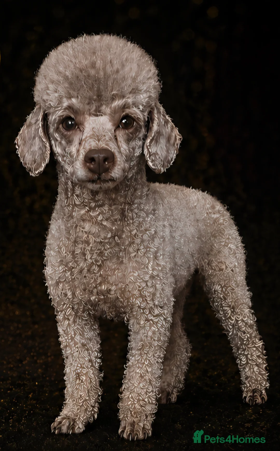Toy Poodle dogs for stud: KC Toy Poodle Stud - Advert 2