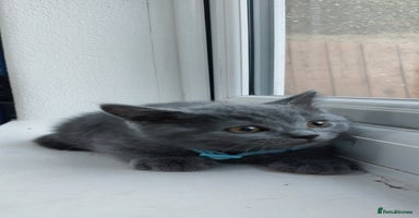 Brazilian Shorthair cats - Advert 9