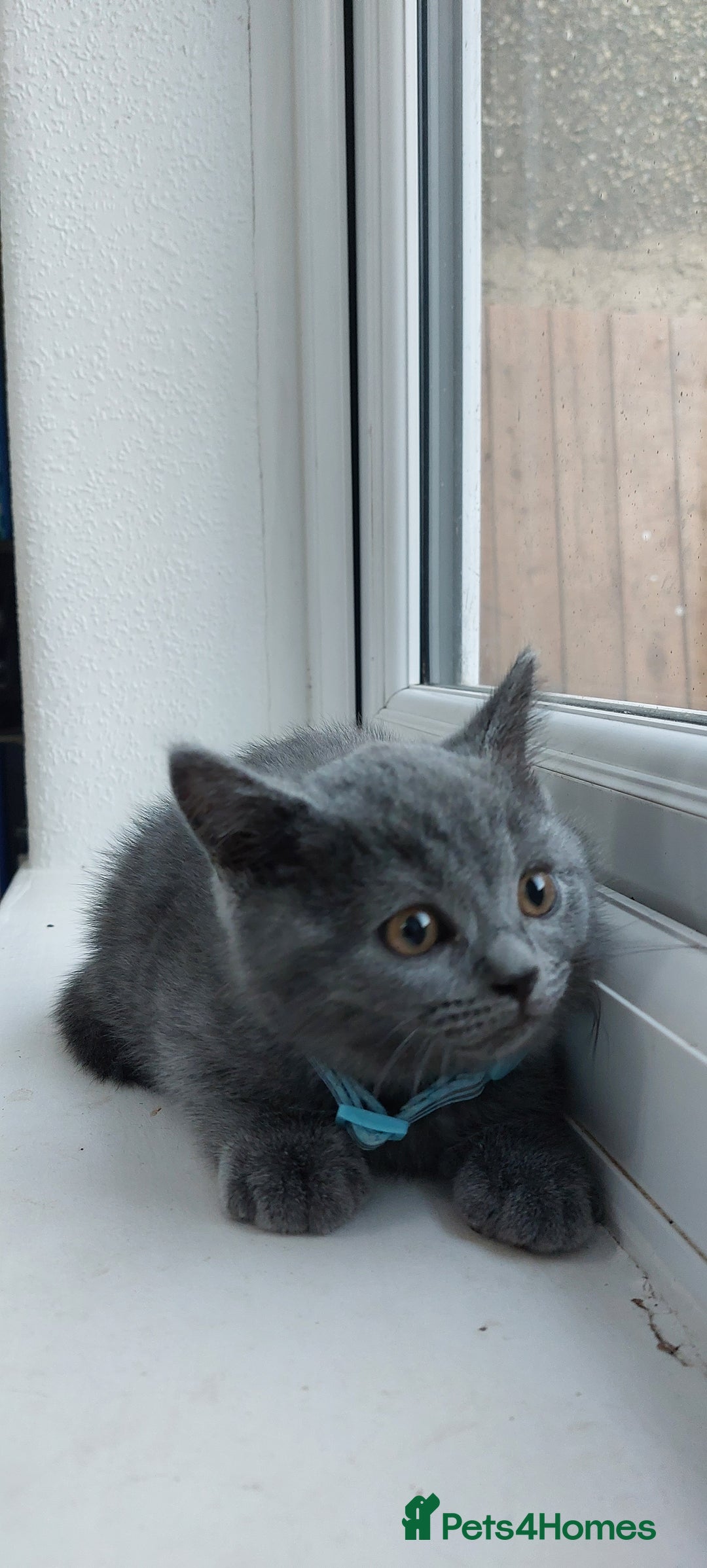 Brazilian Shorthair cats for sale: British short hair kittens  - Image 2